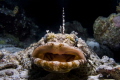   taken Raja Ampat Divesite Mioskun. Mioskun  